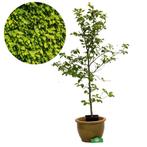 beukenhaag Fagus sylvatica groen + Pot 19cm, Tuin en Terras, Planten | Tuinplanten, Verzenden