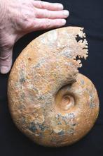Ammoniet - Gefossiliseerde schelp - lytoceras dilucidum - 27, Verzamelen, Mineralen en Fossielen