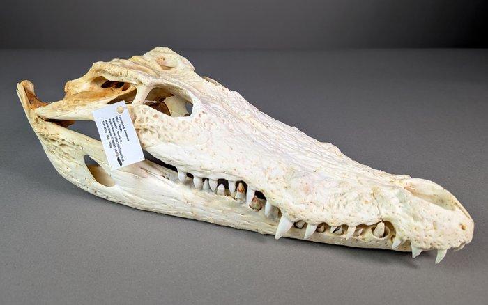 Siamese krokodil Schedel - Crocodylus siamensis (with farm, Verzamelen, Dierenverzamelingen