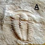 Verzameling van onderste Cambrian Trilobieten en