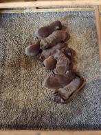 Labrador pups donkerbruin met stamboom, Parvo, 8 tot 15 weken, Labrador retriever, Meerdere