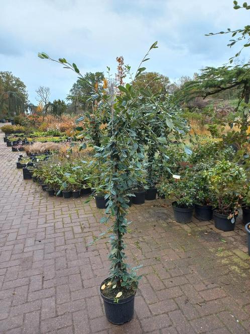 Cotoneaster Lacteus, Tuin en Terras, Planten | Struiken en Hagen, Ophalen