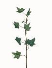Hedera Tak +/-33cm. Hedera Tak +/-33, Huis en Inrichting, Woonaccessoires | Kunstplanten en Kunstbloemen, Nieuw, Ophalen of Verzenden