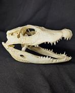 dwergkrokodil Schedel - smallest existing crocodile species