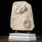 Plaat met fossiele zee-egels op een decoratieve basis -