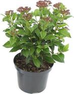 Viburnum tinus 30-40 C2 groenblijvende sneeuwbal, Tuin en Terras, Planten | Tuinplanten, Overige soorten, Vaste plant, Verzenden