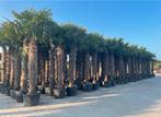Bestel online uw palmen, olijfboom, cipressen, vijgenboom!!!, Tuin en Terras, Planten | Bomen, In pot, Olijfboom, Ophalen of Verzenden