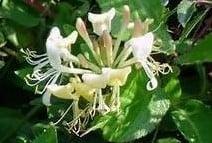 Geurolie Kamperfoelie voor melts kaarsen en zeep 20 ml, Hobby en Vrije tijd, Knutselen, Nieuw, Ophalen of Verzenden