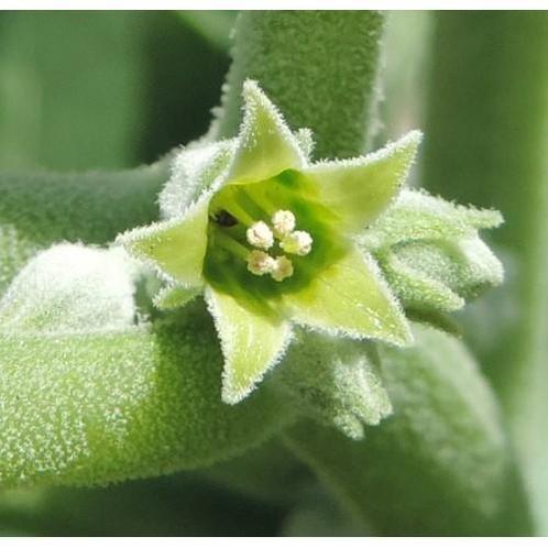 Ashwagandha (Withania somnifera), Sport en Fitness, Gezondheidsproducten en Wellness, Poeder of Drank, Nieuw, Verzenden