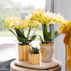 Kolibri Orchids | Gele orchidee Albenga + Malaga sierpot gee, Verzenden