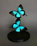 Vlinder Taxidermie volledige montage - Papilio ulysses, Nieuw