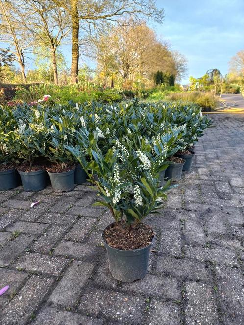 Prunus Lauroceracus Otto luyken laurier 30-40cm, Tuin en Terras, Planten | Struiken en Hagen, Ophalen