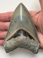 Megalodon tand 11,5 cm - Fossiele tand - Carcharocles