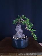 Juniper Itoigawa – Geen minimumprijs - Hoogte (boom): 54 cm