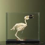 Witnekraaf Skelet Taxidermie Opgezette Dieren By Max, Verzamelen, Dierenverzamelingen, Ophalen of Verzenden, Nieuw, Vogel, Opgezet dier