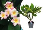 Exotische Plumeria Hawaiian-plant (50 - 60 cm), Tuin en Terras, Planten | Tuinplanten