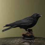 Kraai Taxidermie Opgezette Dieren By Max, Ophalen of Verzenden, Nieuw, Vogel, Opgezet dier