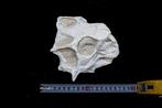 Dinosaurus - Fossiele schedel - Psittacosaurus sp. - 15 cm -, Verzamelen, Mineralen en Fossielen