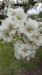 Stoofpeer gieserwildeman peer peren oude perenbomen, Tuin en Terras, In pot