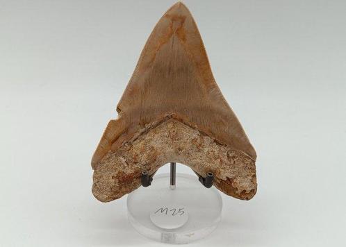 Groot, zeer goed bewaard - Fossiele tand - Otodus, Verzamelen, Mineralen en Fossielen