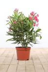 Nerium Oleander struik rood hoogte inclusief pot 50-60cm