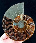 Ammoniet - Gefossiliseerd dier - Aioloceras (Cleoniceras), Verzamelen, Mineralen en Fossielen