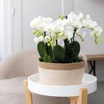 Kolibri Orchids | complete orchideeënset in Cotton Basket |, Verzenden, Nieuw