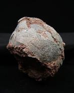 Dinosaurus - Gefossiliseerd ei - Therizinosaurus, Verzamelen, Mineralen en Fossielen
