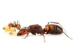 Voordelig mierenhouden, gratis mieren bij je bestelling!, Mieren