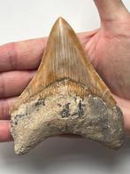 Megalodon tand 11,0 cm - Fossiele tand - Carcharocles, Verzamelen, Mineralen en Fossielen