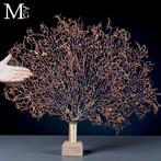 Natuurlijke zwarte Gorgonia - Een moderne Wunderkammer -