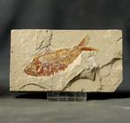 Prachtigste fossiele vis op steen - - Gefossiliseerd dier -