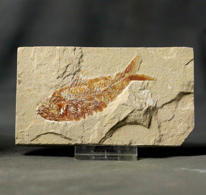 Prachtigste fossiele vis op steen - - Gefossiliseerd dier -, Verzamelen, Mineralen en Fossielen