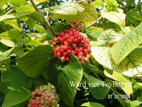 Viburnum lantana , wollige sneeuwbal, Tuin en Terras, Planten | Bomen, 100 tot 250 cm, Ophalen of Verzenden