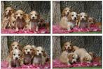 Engelse Cocker Spaniel Pups met Stamboom van Geteste Ouders., Nederland, Parvo, 8 tot 15 weken, Meerdere