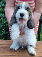 Petit Basset Griffon Vendéen (PBGV) Puppies met Stamboom., Nederland, Parvo, Basset, 8 tot 15 weken