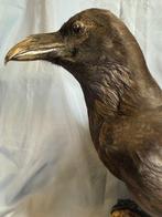 Algemene raaf Taxidermie volledige montage - Corvus corax, Nieuw