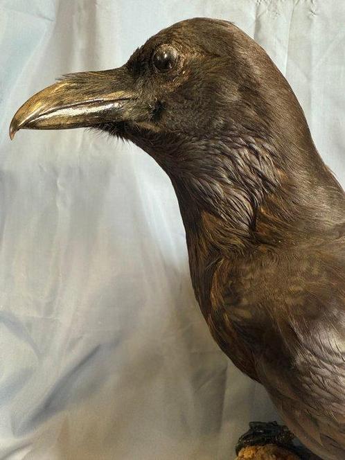Algemene raaf Taxidermie volledige montage - Corvus corax, Verzamelen, Dierenverzamelingen