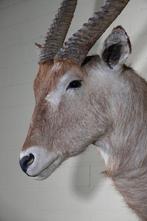 Waterbok Taxidermie wandmontage - Kobus ellipsiprymnus - 0, Nieuw