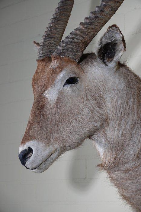 Waterbok Taxidermie wandmontage - Kobus ellipsiprymnus - 0, Verzamelen, Dierenverzamelingen