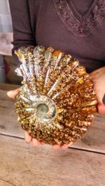Fossielen Ammoniet Nautilus - Fossiel skelet - Cleoniceras -, Nieuw