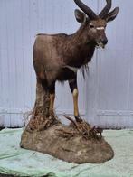 Nyala Taxidermie volledige montage - Tragelaphus angasii -, Nieuw