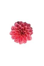 Dahlia - Lily (Licht Roze), Ophalen of Verzenden
