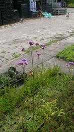 Verbena bonariensis , ijzerhard , p9 , vlinderplant, Tuin en Terras, Planten | Tuinplanten, Overige soorten, Volle zon, Vaste plant