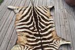 Steppezebra Taxidermie volledige montage - Equus quagga, Nieuw