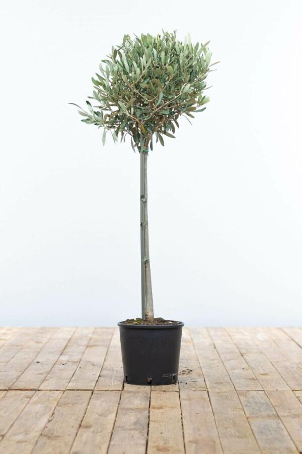 Olijfboom / Olea Europaea ministam 80-100 cm, Tuin en Terras, Planten | Tuinplanten
