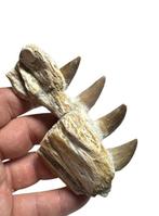 Mosasaurus - Fossiele tand - Mosasaurio (Zonder, Verzamelen