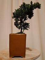 Jeneverbes bonsai (Juniperus) - Hoogte (boom): 14 cm -