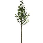 Beverboom - Magnolia kobus - Omtrek: 14-18 cm | Hoogte: 350, Tuin en Terras, Planten | Bomen, Ophalen of Verzenden