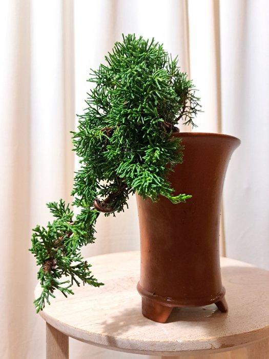 Juniperus chinensis kishu bonsai - Hoogte (boom): 9 cm -, Antiek en Kunst, Curiosa en Brocante